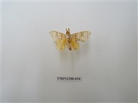 藏品(波斑毒蛾)的圖片